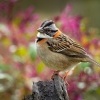 Strnadec ranni - Zonotrichia capensis - Rufous-collared Sparrow o1541_2